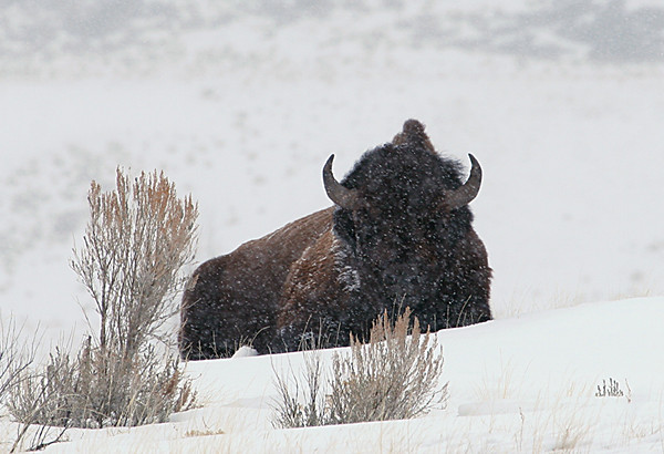 Bison in Snow