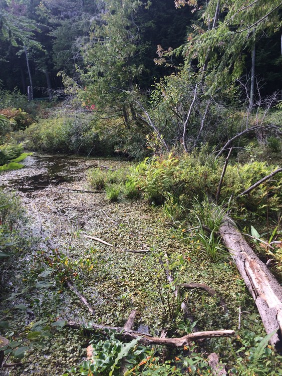 Swamp