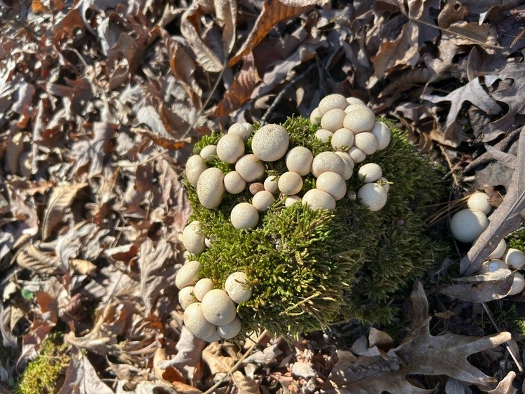 Mushroom Find