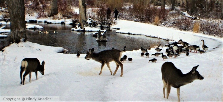 Deer and Ducks