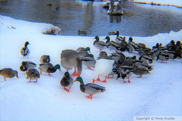 IMG 3090 (2)