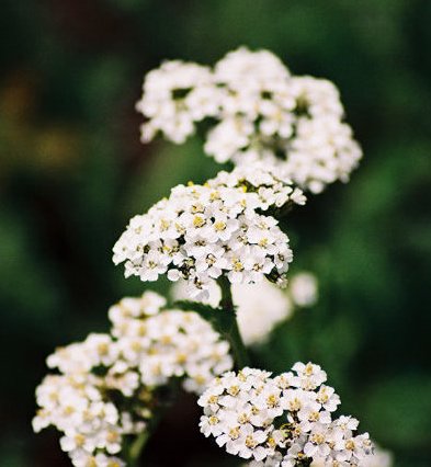 Flowers of White