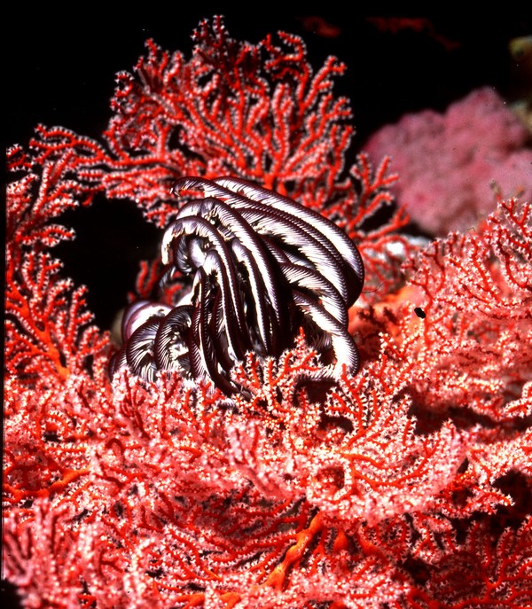 Feather Star and Sort Coral