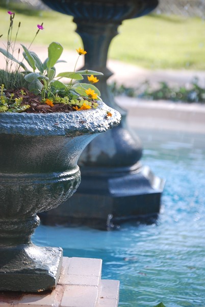 plants and fountain