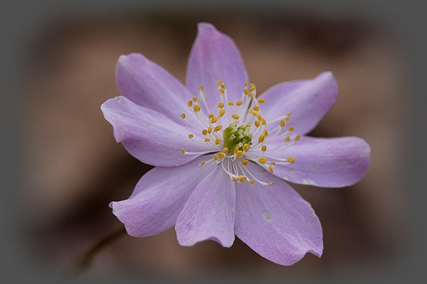 Early Spring Beauty