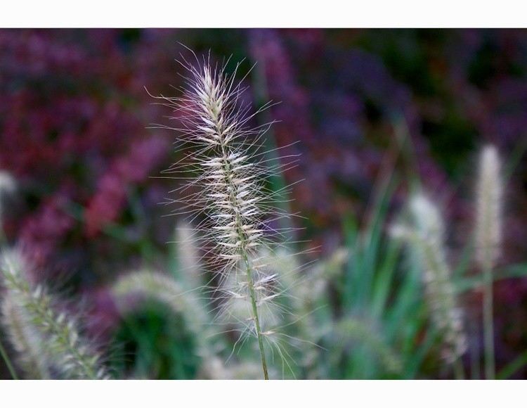 Whispers