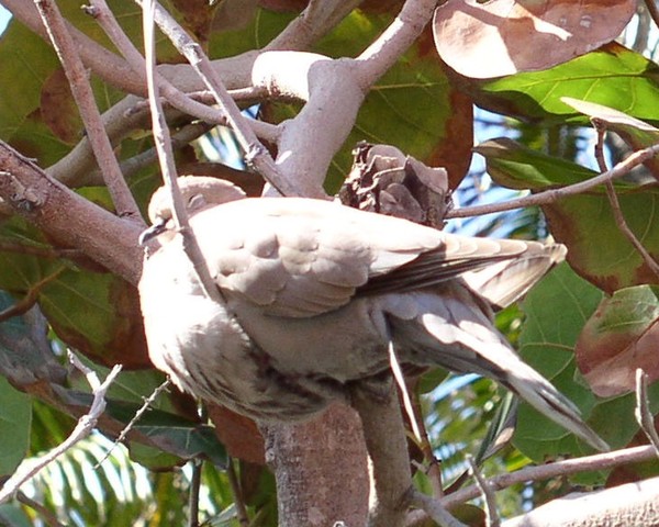 Shhhh Sleeping Dove