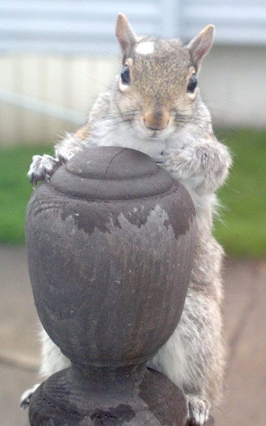 peek-a boo squirrel