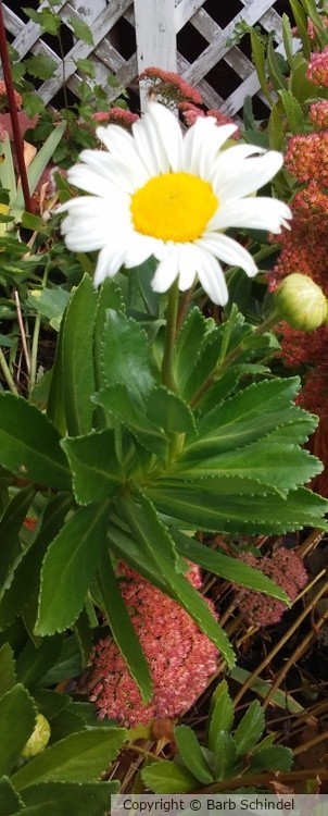 Daisy