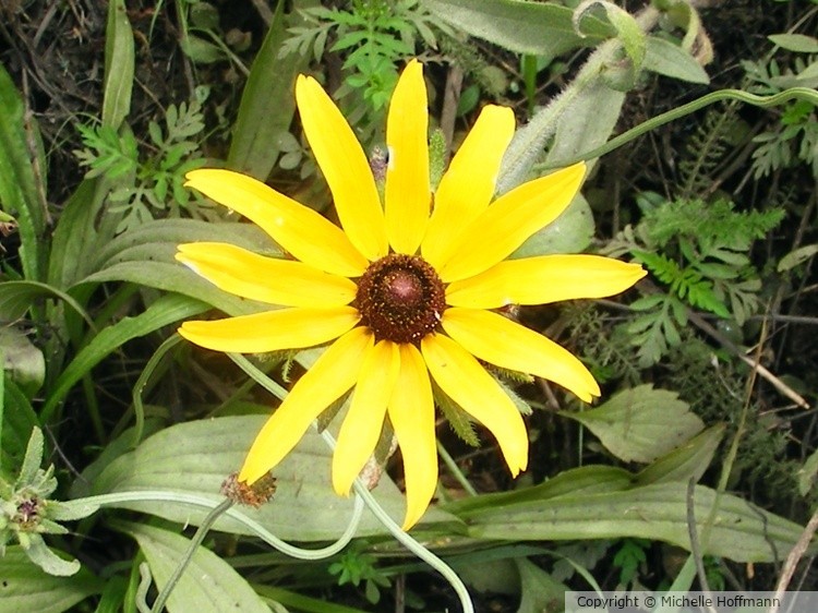 Yellow Flower