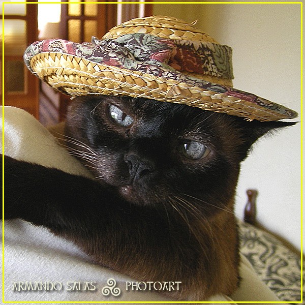 Happy birthday, Kitty !!! :-)))