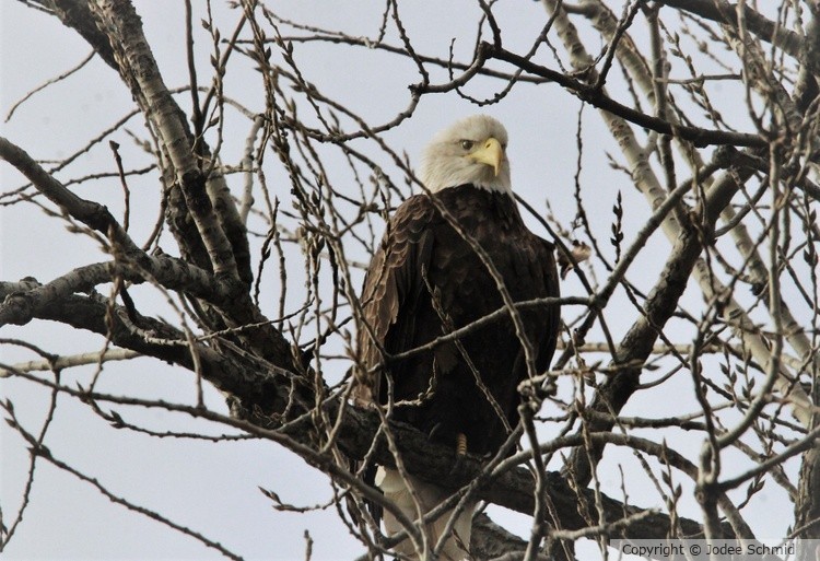 Eagle