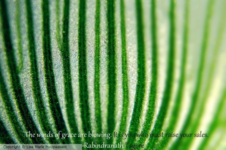 Translucent Flowerscape Three