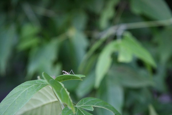 Praying Mantis 2