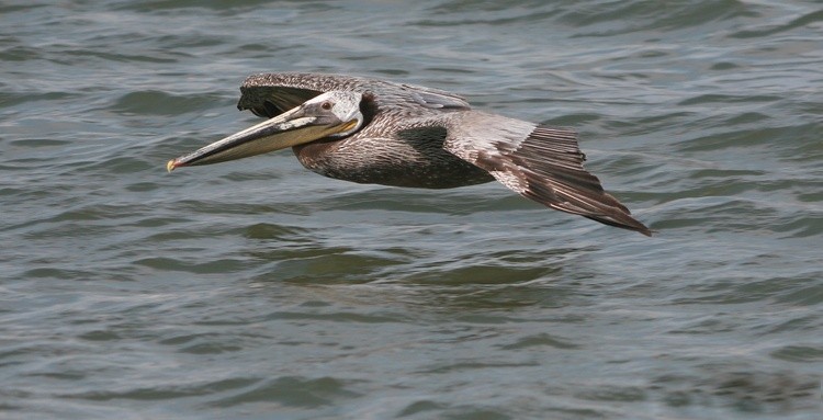 BrownPelican2