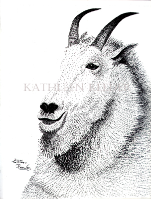 Mountain Goat