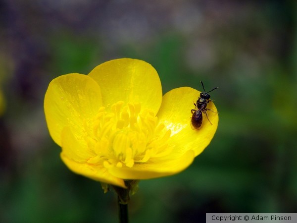 Bee My Buttercup