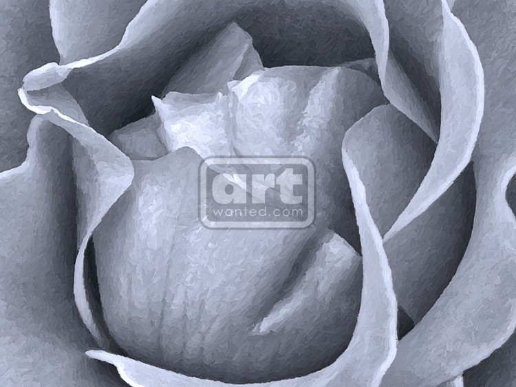 Black and White Rose Closeup