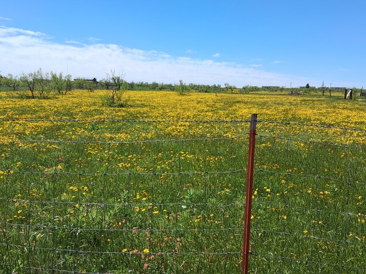 Prarie flowers