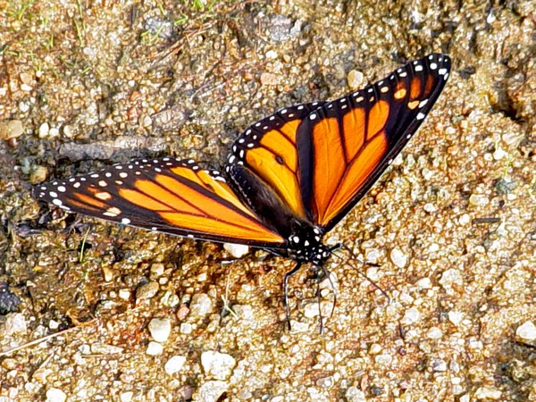 Butterfly