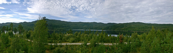 Norwegian forest