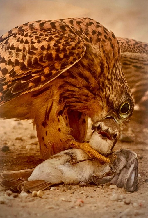 Majestic Falcon Hunting Art