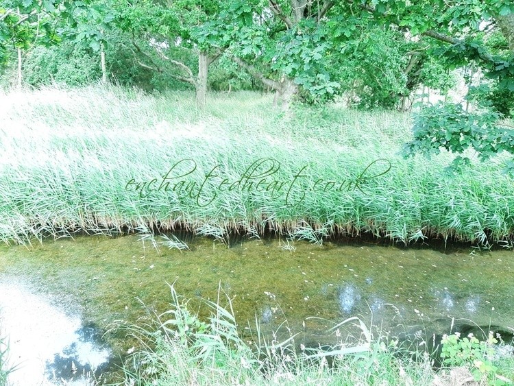 Reedbed