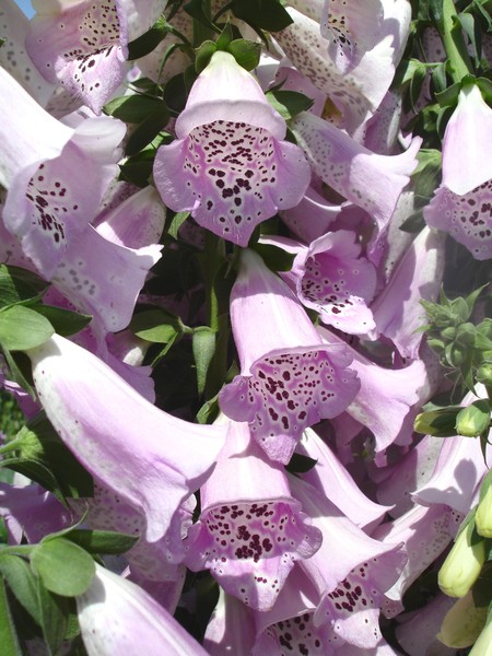 Bells Flowers 2