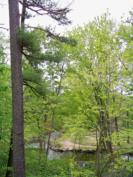 A walk in the woods