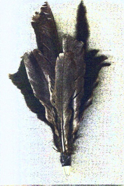 Crow Feathers 2009