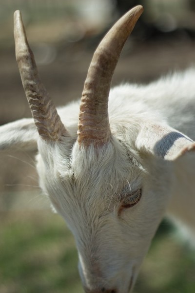 Horns