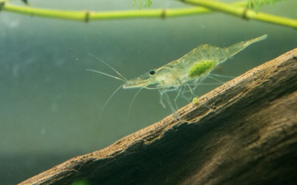 Berried Grass Shrimp