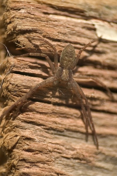 Spider