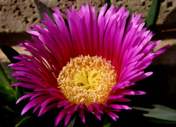 Pink Hottentot Fig