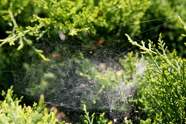 Emotions that come from a Spider's Web