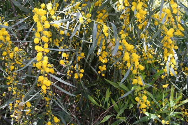 Blossoming Wattle Tree