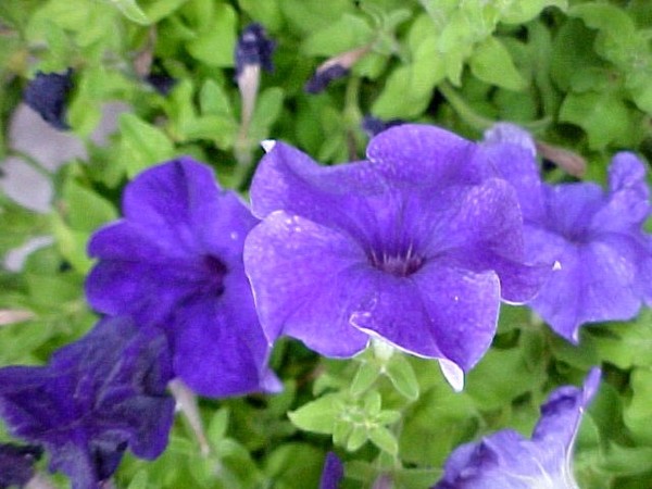 Purple Petunia's Montgomery County Fair Red Oak