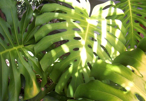 Belize Leaves