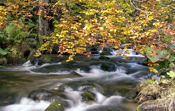 Beech Tree At Creek
