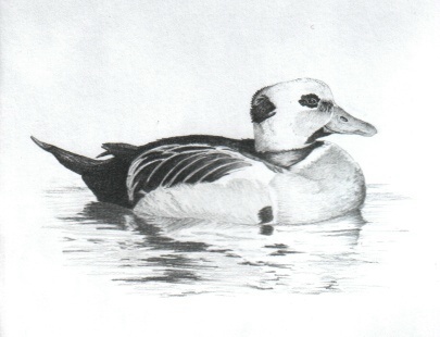 Steller's Eider