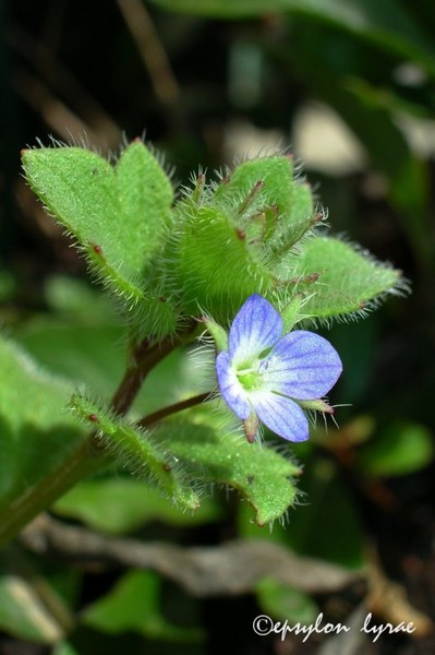 Flower or weed?