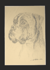 boxer