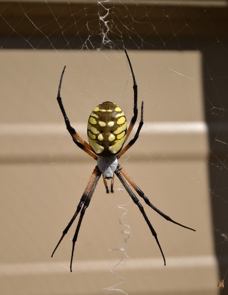 Weaver Spider