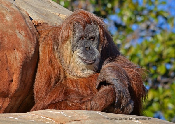 Orangutan