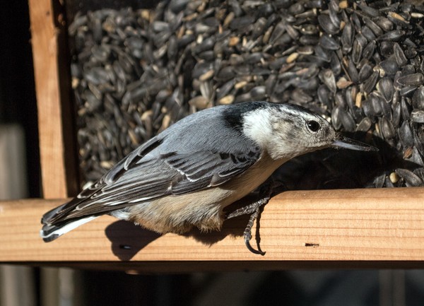 Nuthatch