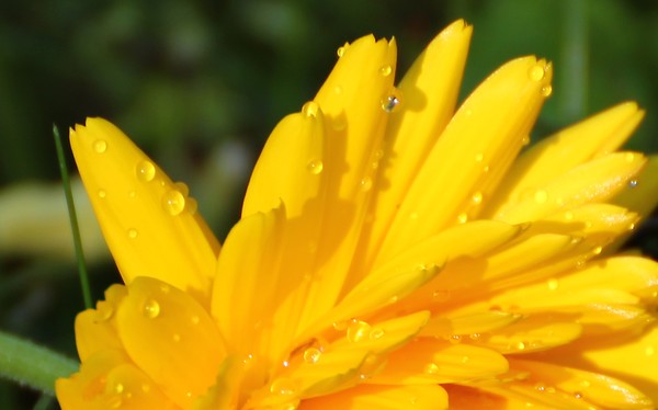 Yellow Opera