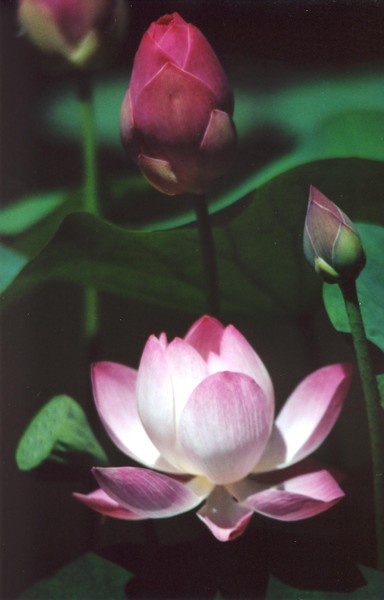 Pink Lotus