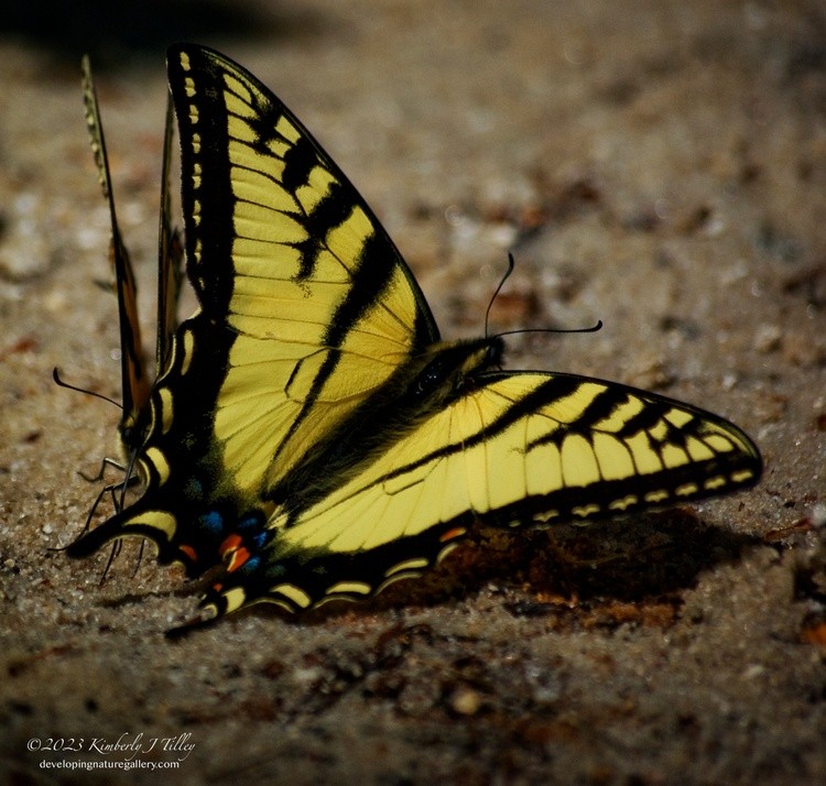 Eastern Swallowtails P8287