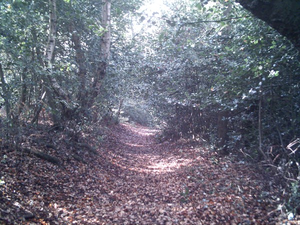 The Woods