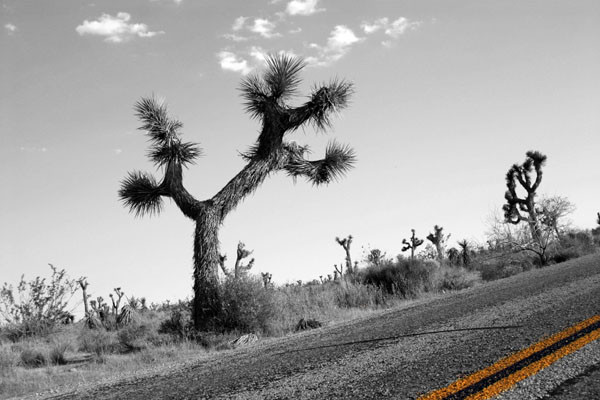 Road Side Joshua